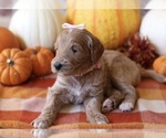 Small #1 Goldendoodle