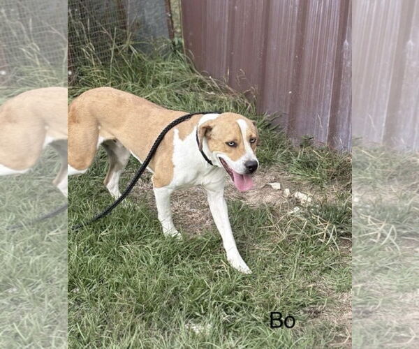 Medium Photo #3 Mutt Puppy For Sale in Farmerville, LA, USA