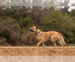 Small #11 Mutt