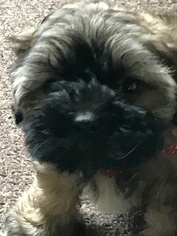Zuchon Puppy for sale in BRAINERD, MN, USA