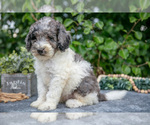 Small #1 Poodle (Miniature)
