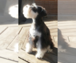Small Photo #8 Schnauzer (Miniature) Puppy For Sale in TOLEDO, OH, USA