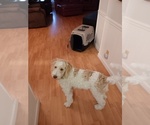 Small Goldendoodle