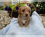 Puppy 1 ShihPoo