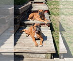 Small #1 Boxer
