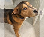 Small #2 Labrador Retriever Mix