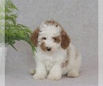 Small Photo #2 Poodle (Miniature) Puppy For Sale in DORNSIFE, PA, USA