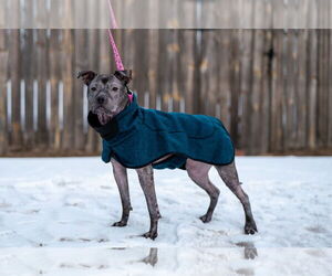 Isekai - Female Staffordshire Bull Terrier-Unknown Mix Dog for Adoption - Photo #13