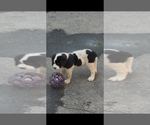 Small #11 Cane Corso-Saint Bernard Mix
