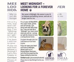 Medium Staffordshire Bull Terrier