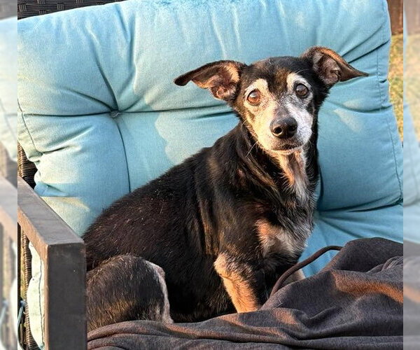 Medium Photo #6 Chiweenie Puppy For Sale in Boonton, NJ, USA