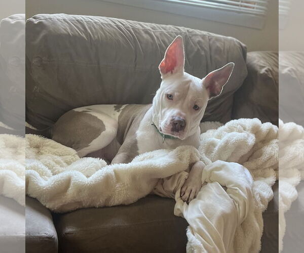 Medium Photo #10 American Pit Bull Terrier Puppy For Sale in Fargo, ND, USA