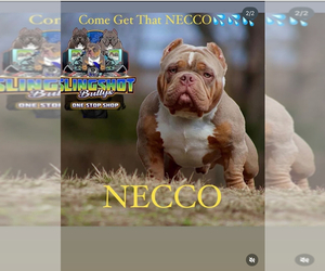 Father of the American Bulldog puppies born on 11/17/2025