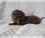 Small Photo #2 Dachshund Puppy For Sale in HAWESVILLE, KY, USA