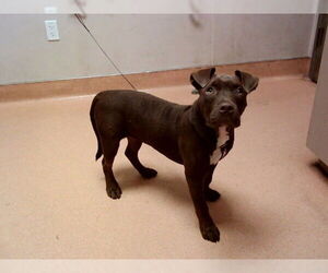 Medium American Pit Bull Terrier Mix