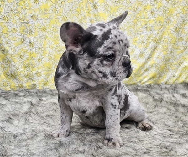 Medium Photo #4 French Bulldog Puppy For Sale in BLAKESBURG, IA, USA