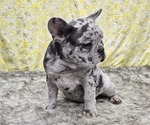 Small Photo #4 French Bulldog Puppy For Sale in BLAKESBURG, IA, USA