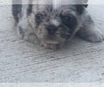 Small #5 French Bulldog