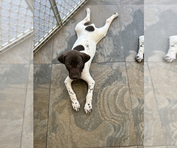 Medium Photo #1 German Shorthaired Pointer Puppy For Sale in UPLAND, CA, USA
