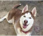 ANDY - Male Siberian Husky Dog for Adoption - Small photo