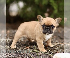 French Bulldog Puppy for sale in RONKS, PA, USA