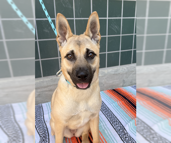 Medium Photo #3 German Shepherd Dog-Unknown Mix Puppy For Sale in Newport Beach, CA, USA