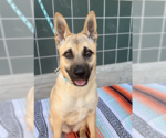 Small #2 German Shepherd Dog Mix