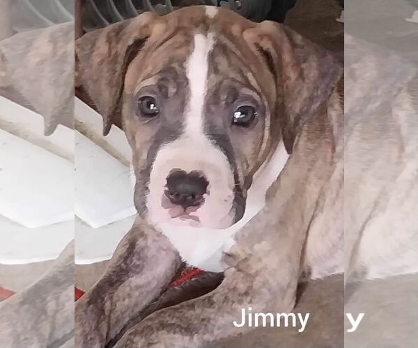 Medium Photo #19 Mutt Puppy For Sale in Holly Springs, NC, USA