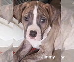 Small #18 Mutt