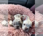 Puppy Puppy 2 French Bulldog