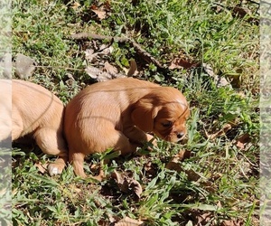 Beaglier-Cavalier King Charles Spaniel Mix Puppy for sale in SAN ANGELO, TX, USA