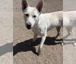 Small #1 Siberian Husky Mix