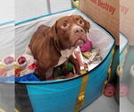 Small Photo #21 Mutt Puppy For Sale in Mount Laurel, NJ, USA