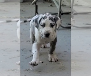 Great Dane Puppy for sale in TREMONTON, UT, USA