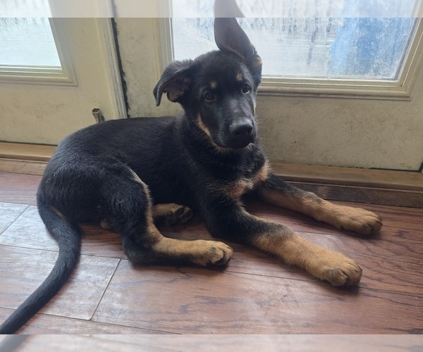 Medium Photo #2 German Shepherd Dog Puppy For Sale in ROCHESTER, WA, USA