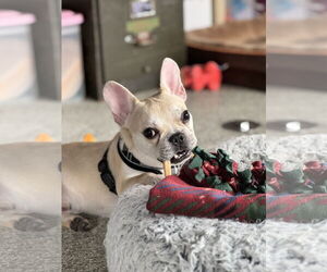 Brussels - Male French Bulldog Dog for Adoption - Photo #6