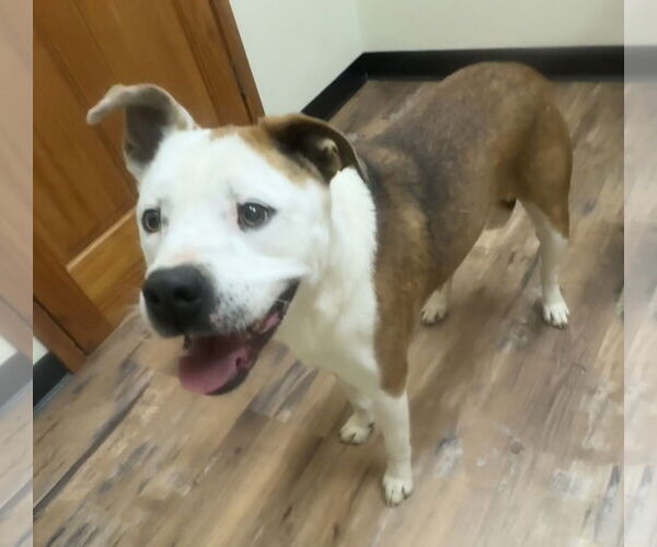 Medium Photo #2 Bulldog-Labrador Retriever Mix Puppy For Sale in Tarrytown, GA, USA