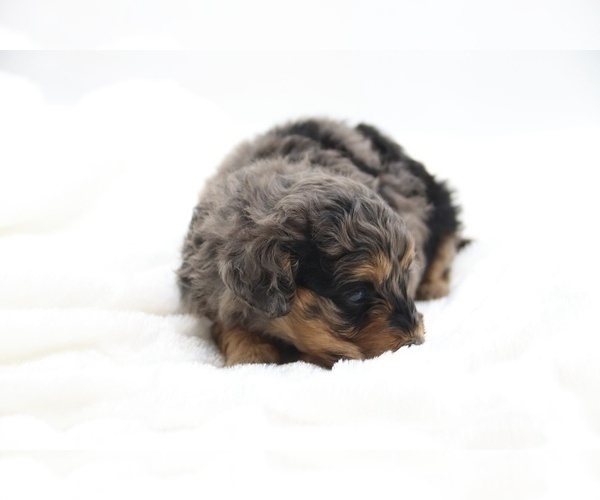 Medium Photo #22 Cockapoo Puppy For Sale in RIPLEY, TN, USA