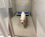 Small #3 American Pit Bull Terrier Mix