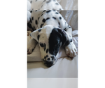 Small #3 Dalmatian