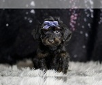 Puppy Valentino YorkiePoo