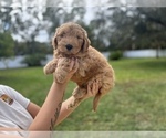 Puppy 1 Goldendoodle