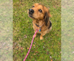 Small #8 Cocker Spaniel Mix