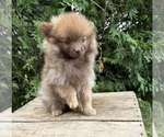 Small #1 Pomeranian