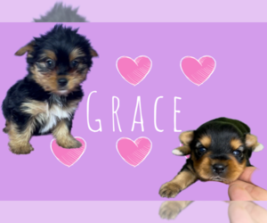 Yorkshire Terrier Puppy for sale in AZLE, TX, USA