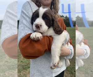 Medium English Springer Spaniel