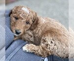 Small Photo #2 Goldendoodle (Miniature) Puppy For Sale in TACOMA, WA, USA