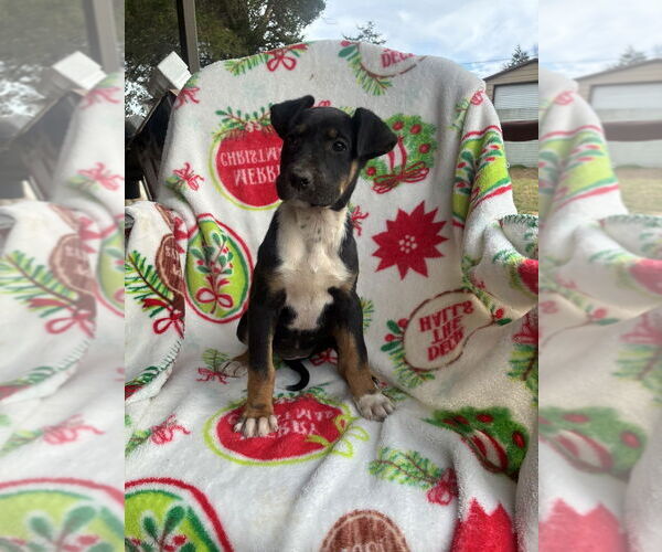 Medium Photo #2 Great Dane Puppy For Sale in FRAMINGHAM, MA, USA