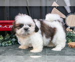 Puppy Cooper Shih Tzu