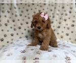 Small #2 Goldendoodle (Miniature)